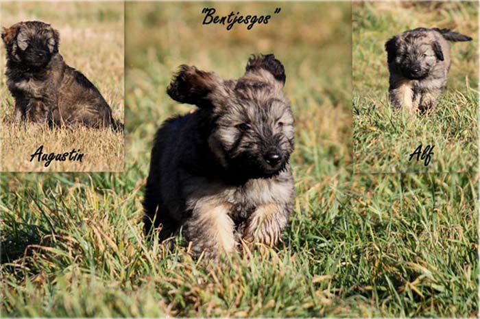 Zwei von Bennis 'Jungens', Augustin und Alf, suchen noch einen neuen Wirkungskreis