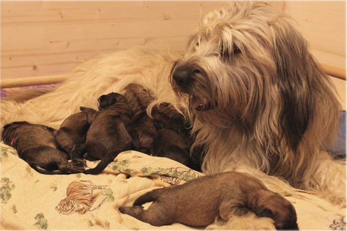 Alle sieben Welpen, nebst der fürsorglichen Mama Benni ...